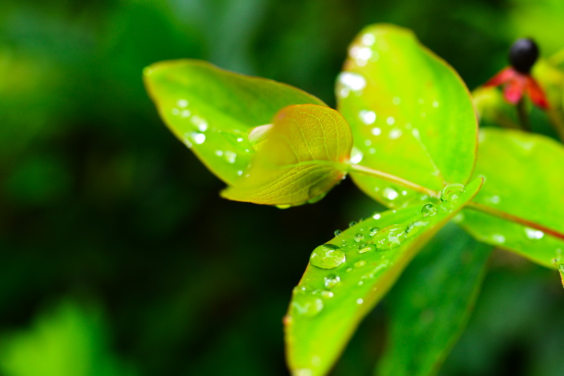 Wassertropfen auf einem Blatt